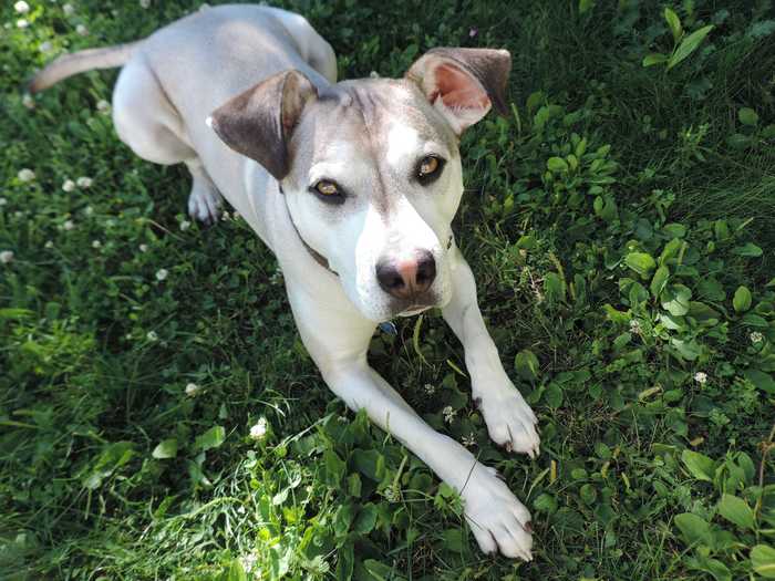 This handsome light-eyed dog is a cross between a pit bull and a husky.