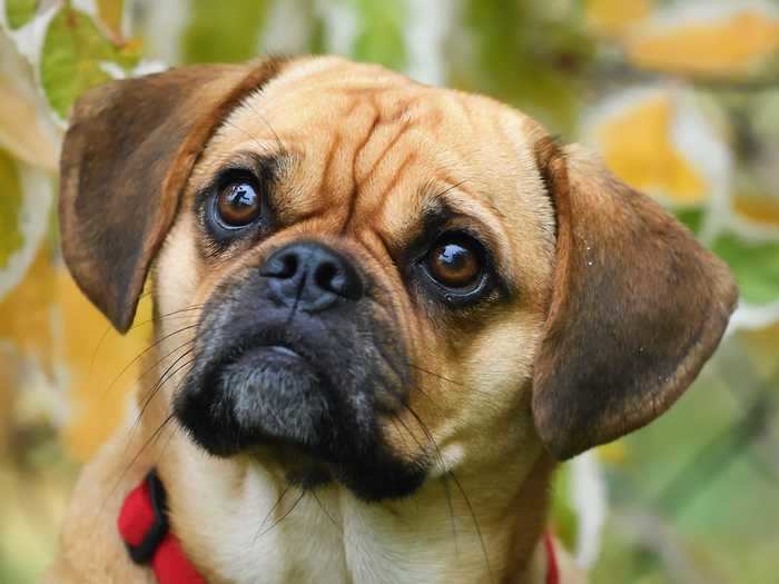 Puggles are a cross between two adorable dog breeds — can you guess which?