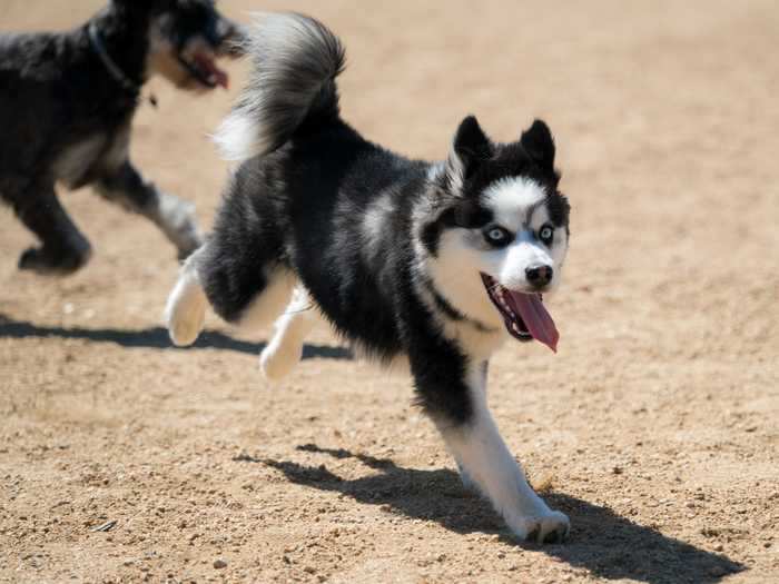 Pomeranian husky mixes, also known as Pomskys, are known for being playful and affectionate pets.