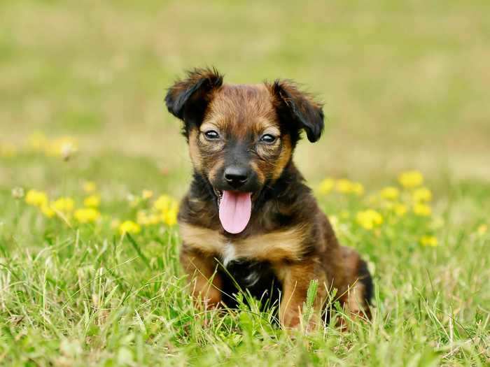 A Dachshund and German shepherd mix is a relatively obscure combination, but the cross of these two loyal dog breeds is undeniably adorable.