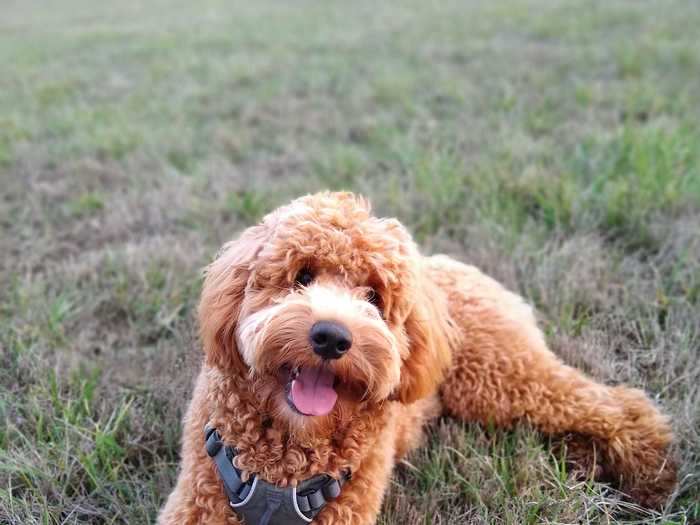 Goldendoodles are a cross between a golden retriever and a poodle.