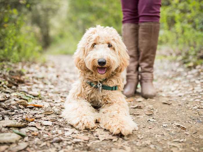 Labradoodles are another popular mixed breed.