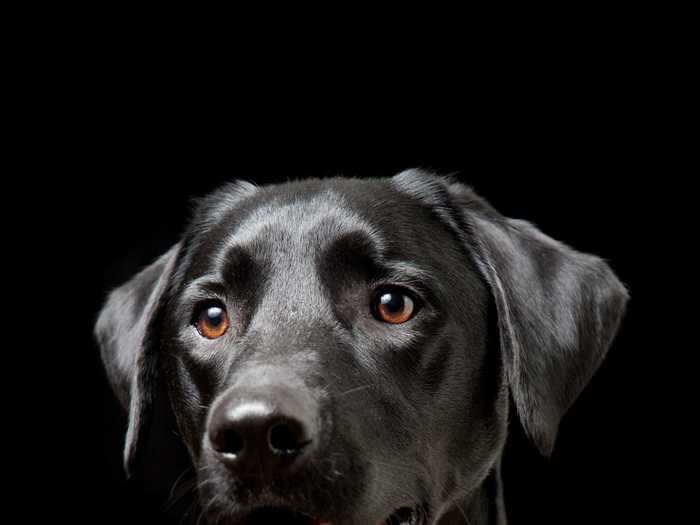 This dog is a Dalmatian and black Lab mixed-breed.