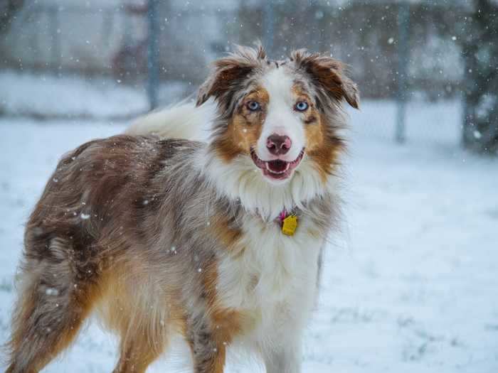 Border collies and Australian shepherd dogs were both bred to herd cattle and sheep. The cross of these two breeds is thought to be very obedient and intelligent.