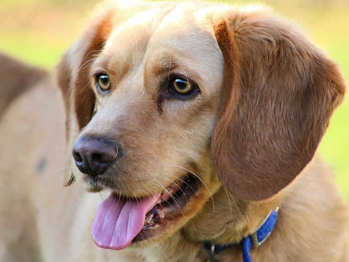 This beagle and yellow Lab mix has the cutest floppy ears.