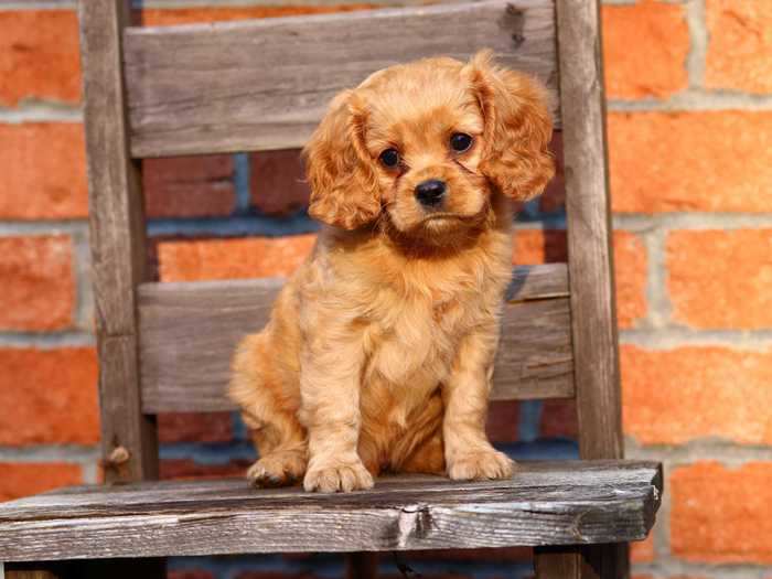 Cavapoos, a cross between a Cavalier King Charles spaniel and a poodle, tend to be loyal, loving dogs that thrive in a pack.