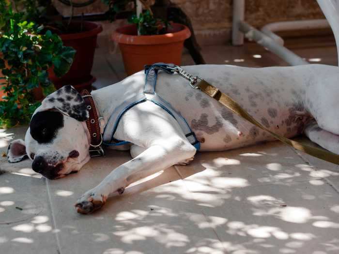 Pointer and Dalmatian mixes have more active temperaments ... despite what this cute photo may suggest.