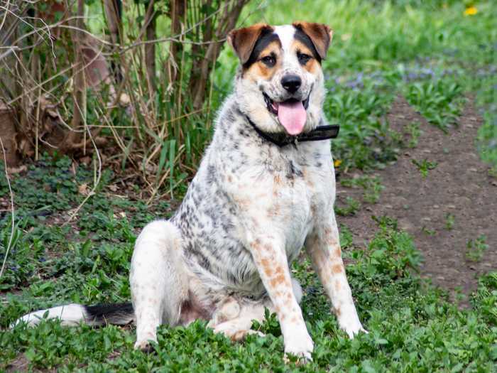 Blue heeler and Dalmatian mixes have adorable spots and an extremely unique look.