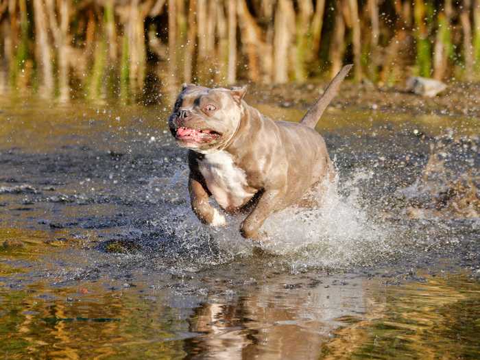 Bullypits, or a cross between a bulldog and a pit bull, may seem intimidating at first.