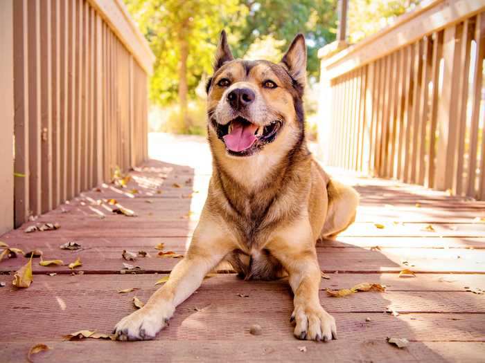 Just look at this husky and German shepherd mix