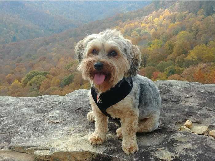 Yorkipoos, crossed between a Yorkshire terrier and a poodle, are adorable lapdogs.