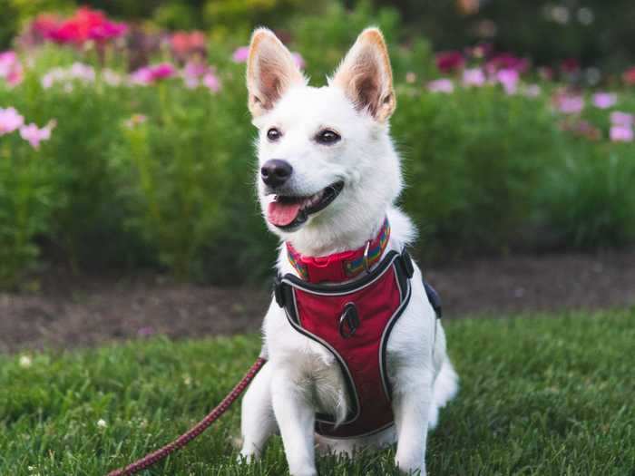 This corgi and husky mixed-breed dog has gorgeous white fur and a seemingly friendly personality.