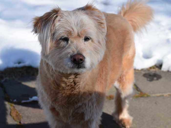 This chow chow and terrier poodle mix has a fluffy tail and loving eyes.