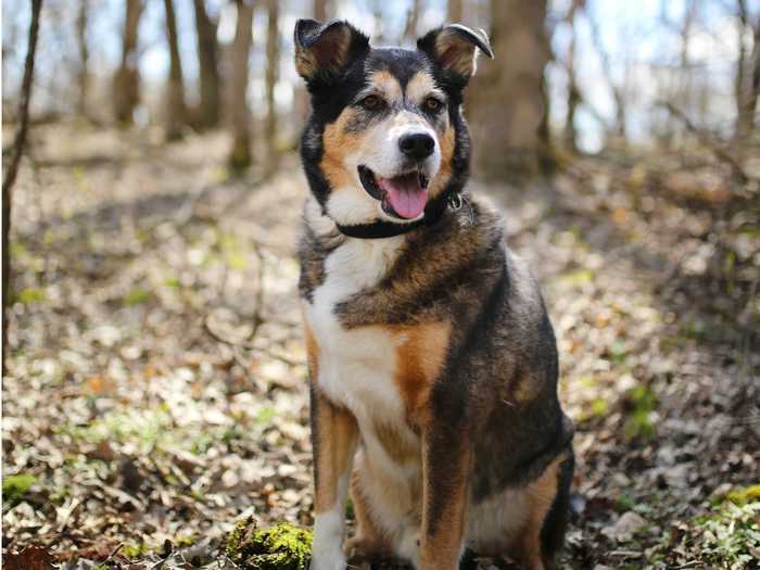 German shepherds and border collies are known for being energetic and intelligent dogs.