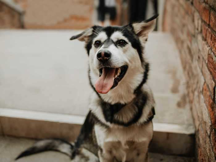 Husky and golden retriever mixes are known for being a lovable and athletic breed.