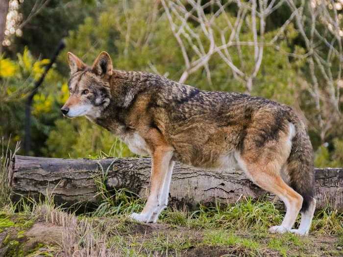 Although extinct in the wild by 1980, the red wolf was reintroduced to North Carolina seven years later by the US Fish and Wildlife Service.