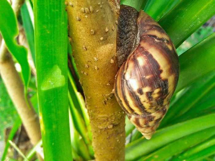 There are 41 Oahu tree snail species, and all are listed as federally endangered by the US Fish and Wildlife Service.