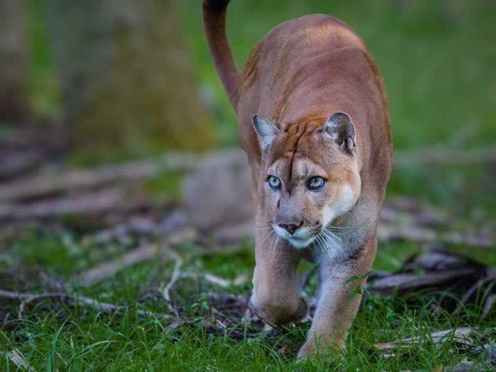 Found in the southern tip of the Sunshine State, there are only 100 to 180 Florida panthers in the wild.