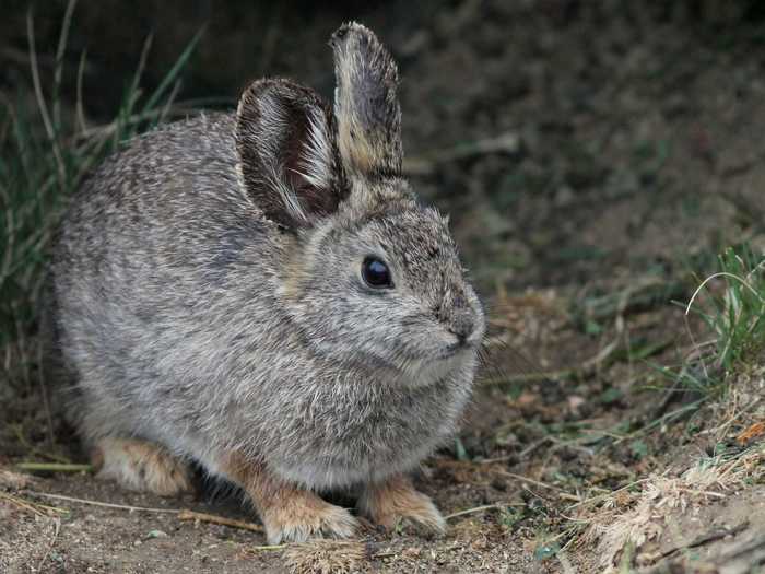 The Columbia Basin pygmy rabbit is the smallest rabbit species — and one of the most endangered.