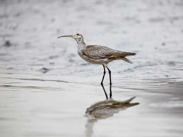 The Eskimo curlew was last sighted with certainty in 1963 — and some scientists speculate it might already be extinct.