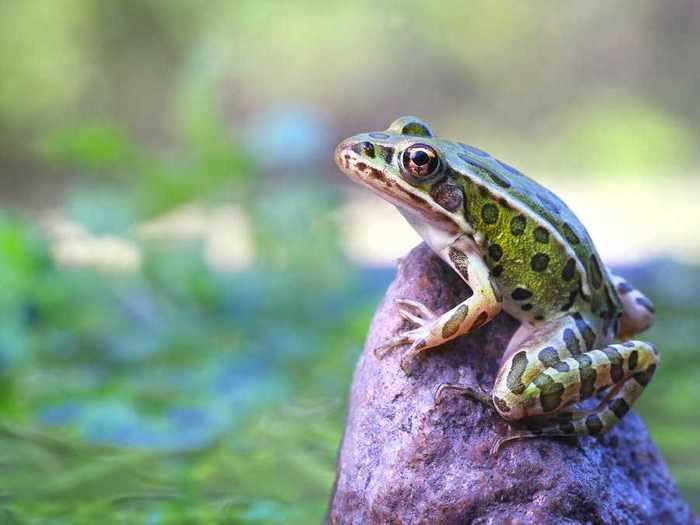 Ramsey Canyon leopard frogs have been found at just five sites in Arizona, including backyard ponds.