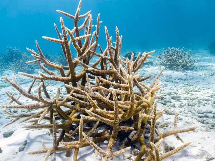 Staghorn coral has experienced a population reduction of more than 80% over the past 30 years.