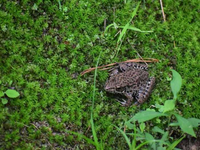 There are fewer than 250 dusky gopher frogs, which are found only in Mississippi.