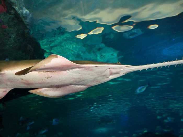 Like sharks and rays, smalltooth sawfish are members of a cartilaginous group of fish called elasmobranchs.