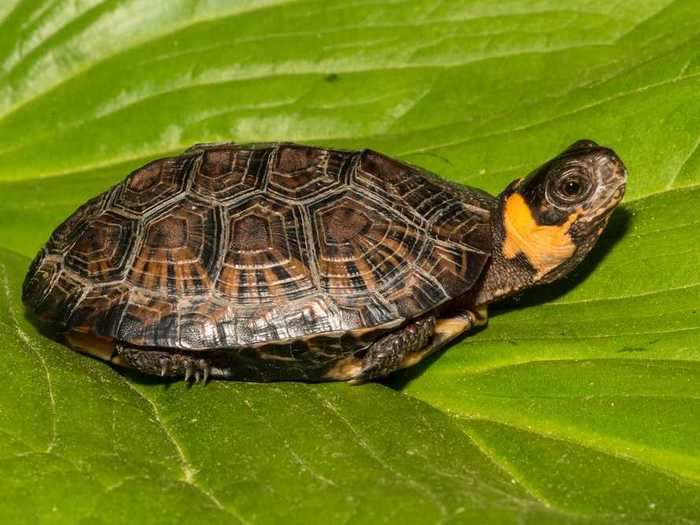 Bog turtles are threatened by damage to their wetland habitat. They