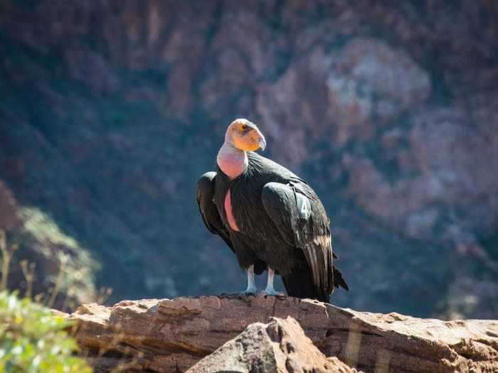 California condors nearly perished for good in the 1980s, but an intensive captive breeding program brought them back from the brink of extinction.