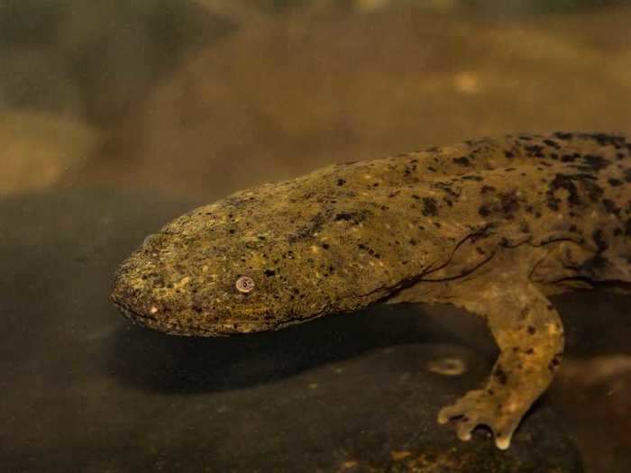 The Ozark hellbender is a large, aquatic salamander found in Missouri and Arkansas.