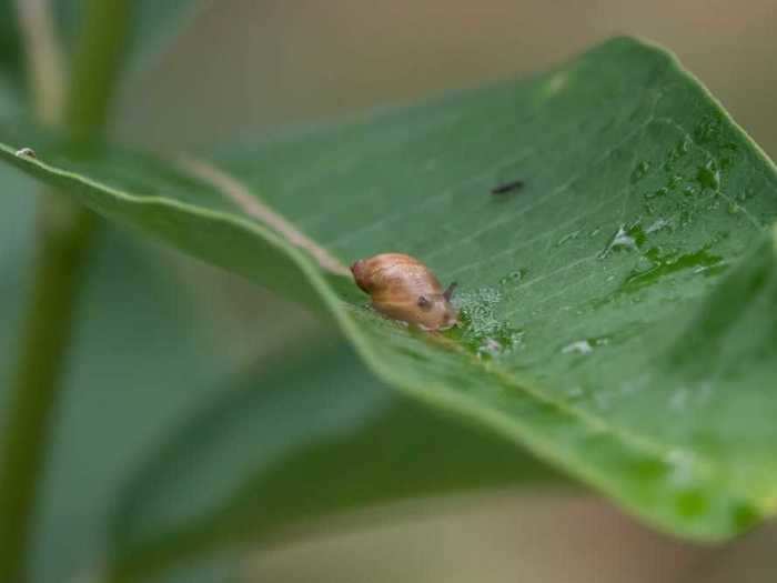 The Kanab ambersnail is found only in Utah and in Arizona