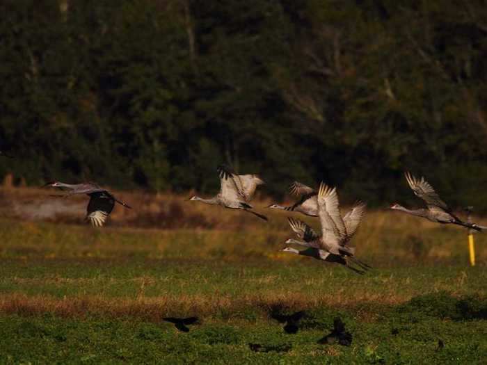 Mississippi sandhill cranes are found only at a wildlife refuge in Jackson County, Mississippi.