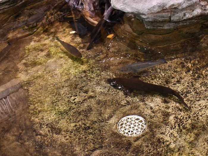 The grotto sculpin is found in the caves of Perry County, Missouri.