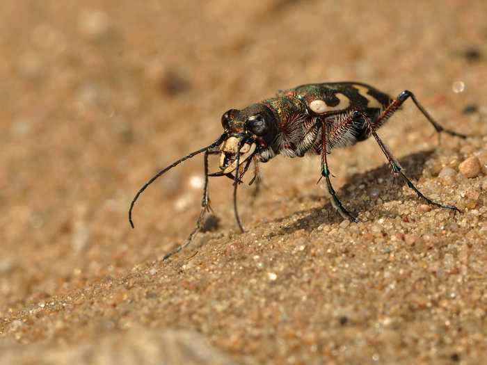 The coral pink sand dunes tiger beetle is critically endangered and only found in Utah.