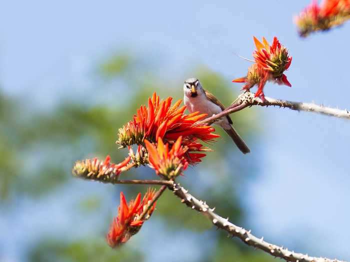 The entire species of the Maui parrotbill is fenced in to prevent threats from feral pigs and deer.