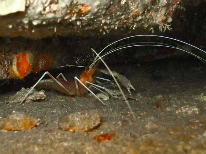 The Florida cave shrimp has only been found in a single limestone cave in Florida and were last seen there in 1973.