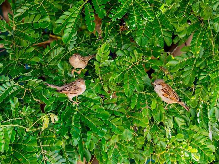 The Akohekohe, or crested honeykeeper, is the largest bird of its kind in Maui and is predominantly threatened by deer.