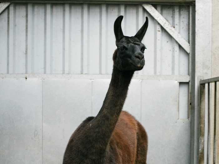 Llama antibodies may hold a key ingredient that could help battle the coronavirus pandemic and other diseases.