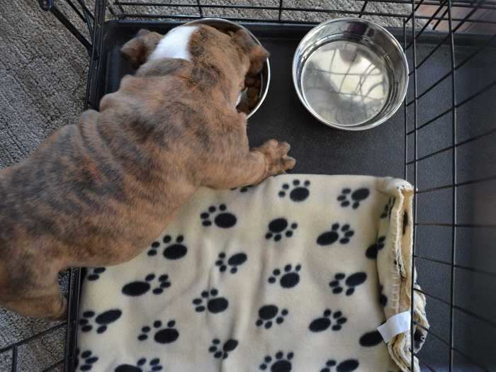 A sturdy crate for minimizing accidents and unwanted behaviors like chewing