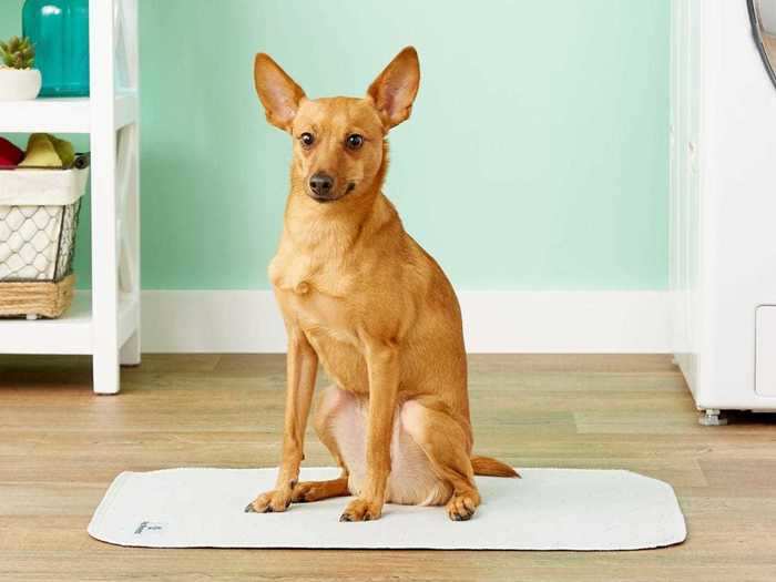 Absorbent pee pads to minimize accidents around the home