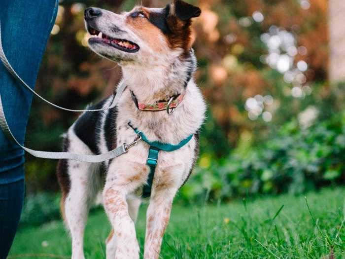 A secure, versatile harness that will work for a variety of dogs without restricting movement