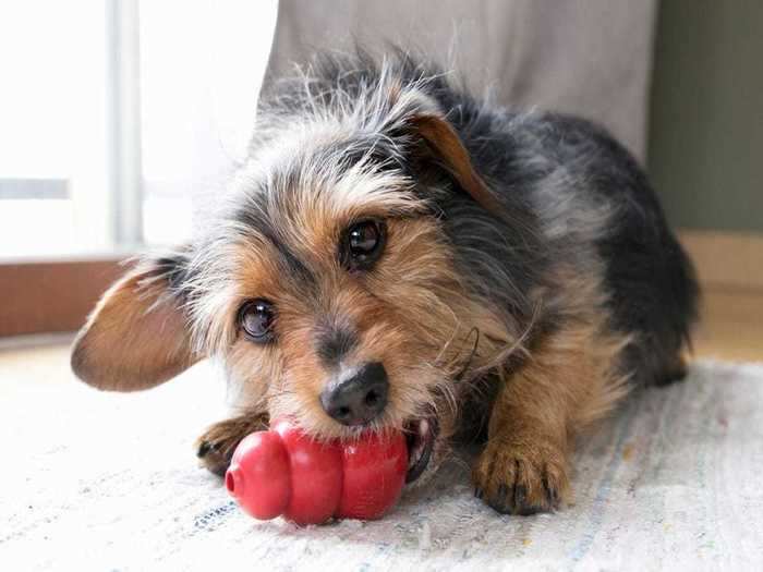 A food puzzle toy to work your dog