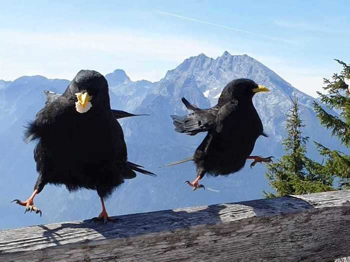 Oliver Hornberger captured these two birds in the midst of what looks like an awkward, frightened, hop.