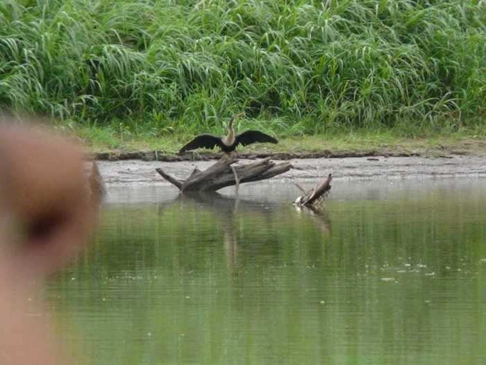 Lisa Kyes did not expect her shot of a white-necked heron to get nose-bombed.