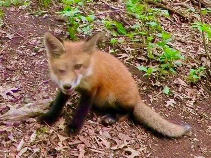 John Victor Jacobson likens his blurry shot of a baby fox to a Picasso painting.