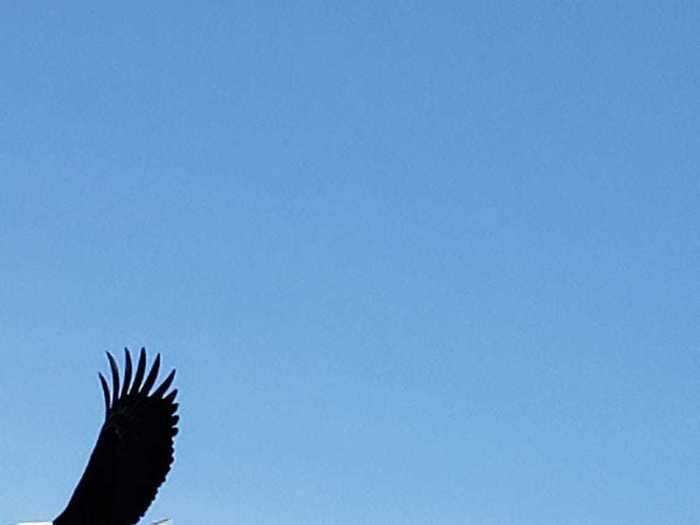 Lulu Paul learned the importance of timing when she "took this breathtaking shot of a beautiful eagle flying by."