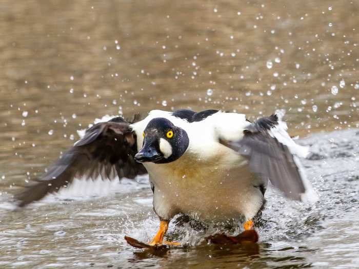 Michelle Stewart kindly describes the landing of this common goldeneye as "graceful."