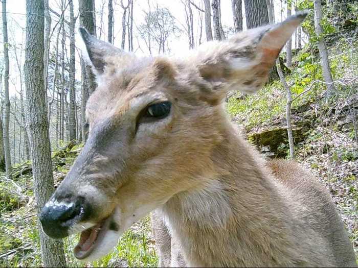 Vivian the deer knows how to smize. "So glam!" says Edwin Alberto, "I might make her a Tinder profile."