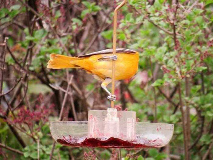 Denise Scott Schaffer believes this oriole lost his head.